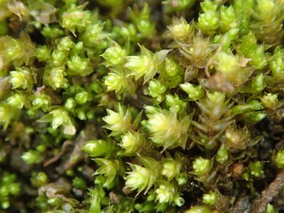 Gemmabryum dichotomum, photographed by Paul Cook