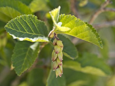 Ostrya knowltonii, photographed by Robbie Hannawacker