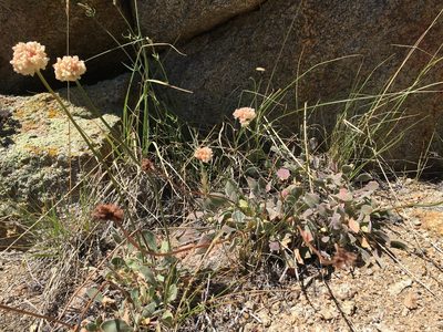 Eriogonum latens, photographed by Martin Purdy