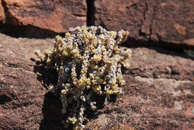 Crassula schimperi, photographed by Tony Rebelo