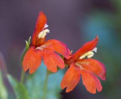 Erythranthe verbenacea, photographed by Robbie Hannawacker