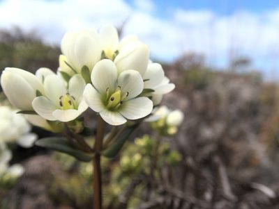 Gentianella chathamica, photographed by Paul Bell-Butler