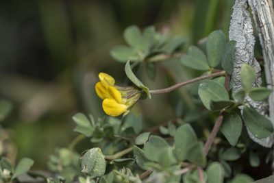 Lotus cytisoides, photographed by Eleftherios Katsillis