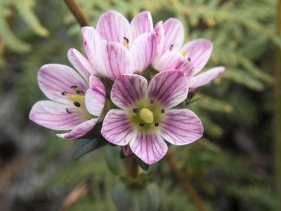 Gentianella chathamica, photographed by Paul Bell-Butler