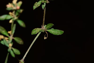 Glinus oppositifolius, photographed by S.MORE