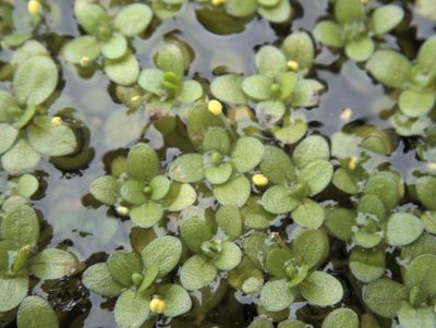 Callitriche chathamensis, photographed by Paul Bell-Butler