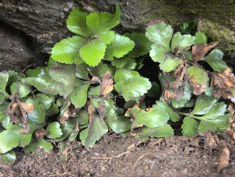 Asplenium pauperequitum, photographed by Paul Bell-Butler