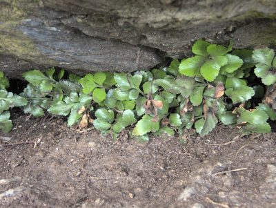 Asplenium pauperequitum, photographed by Paul Bell-Butler