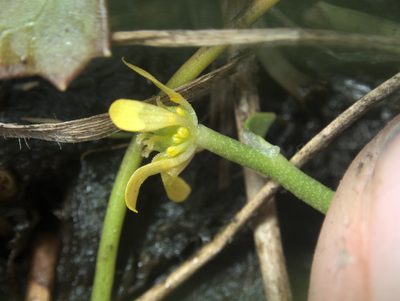 Ranunculus amphitrichus, photographed by Paul Bell-Butler