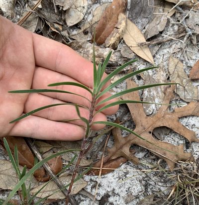 Polygonella robusta, photographed by natalie