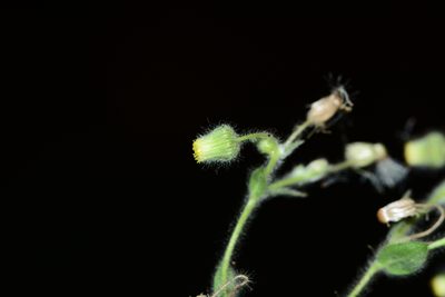 Blumea eriantha, photographed by S.MORE
