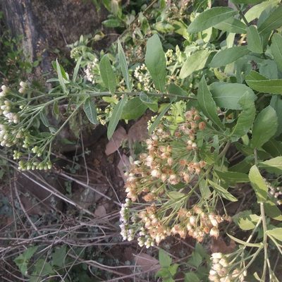 Pluchea tomentosa, photographed by S.MORE