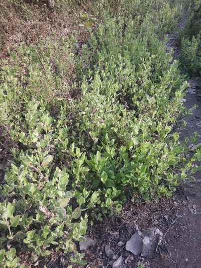 Blumea eriantha, photographed by S.MORE
