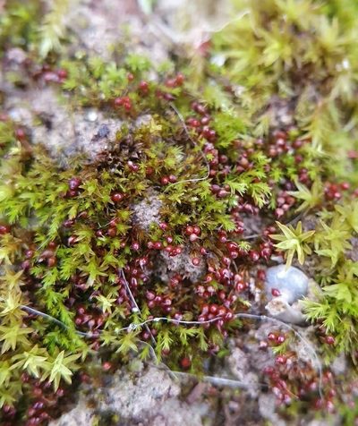 Microbryum rectum, photographed by Jonathan Hughes