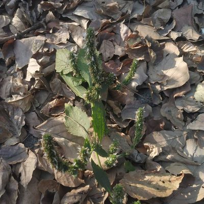 Pogostemon purpurascens, photographed by S.MORE