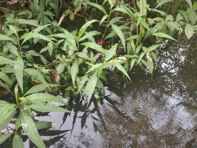 Persicaria glabra, photographed by S.MORE