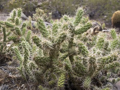 Cylindropuntia abyssi, photographed by Robbie Hannawacker