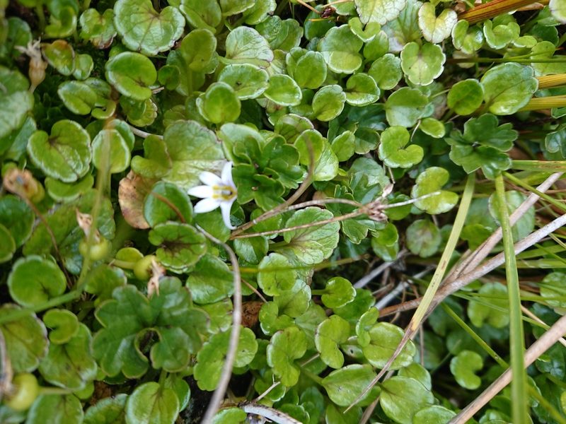 Lobelia pratiana, photographed by María Regina Silva
