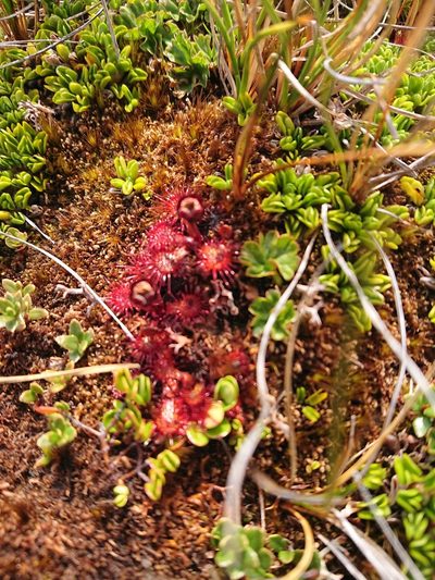 Drosera uniflora, photographed by María Regina Silva