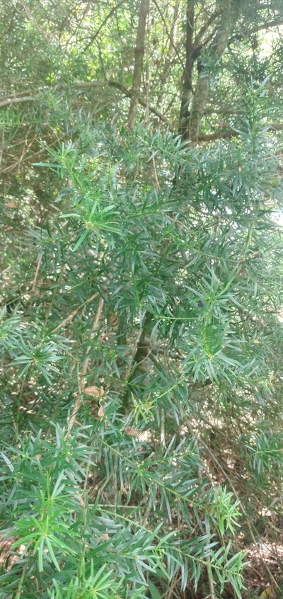 Podocarpus lambertii, photographed by Edson Luis Fabro Gasperin
