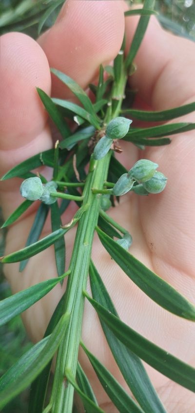 Podocarpus lambertii, photographed by Edson Luis Fabro Gasperin