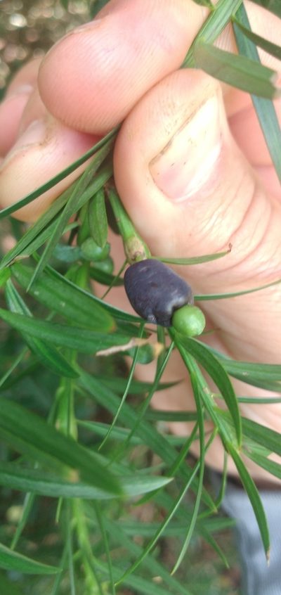 Podocarpus lambertii, photographed by Edson Luis Fabro Gasperin