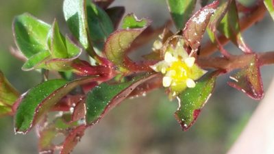 Ludwigia repens, photographed by Jay Horn