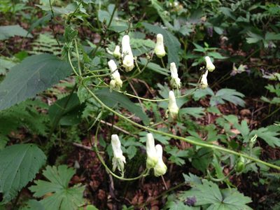 Aconitum reclinatum, photographed by Daniel S. Katz