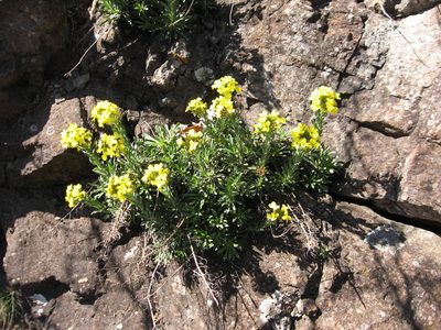 Alyssoides utriculata, photographed by Luca Fornasari