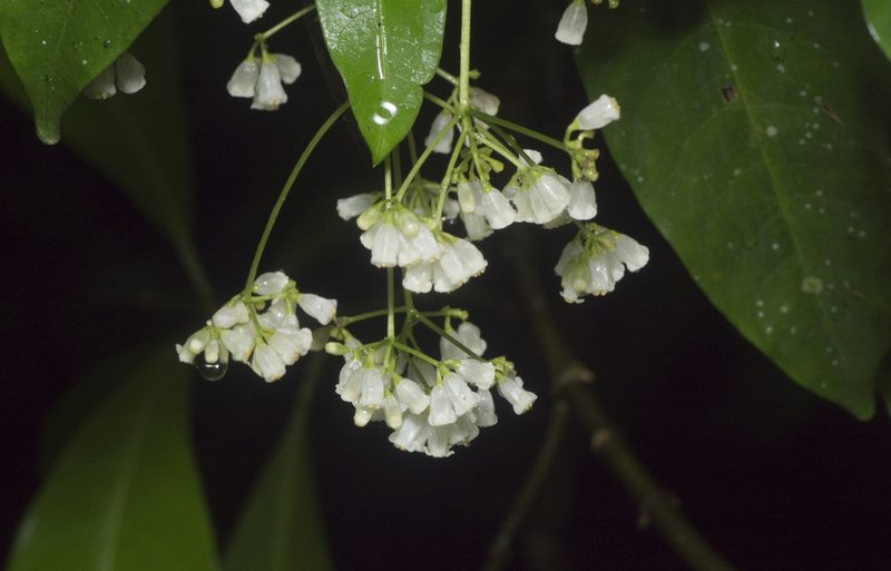 Eumachia frutescens, photographed by Tony Eales