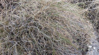 Muhlenbergia reverchonii, photographed by Noland Martin