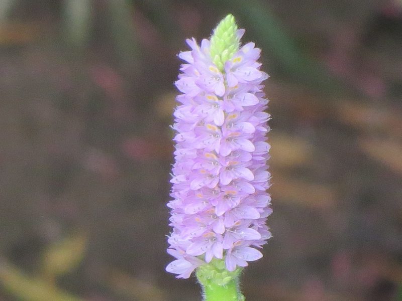 Pontederia sagittata, photographed by Francisco Emilio Roldán Velasco