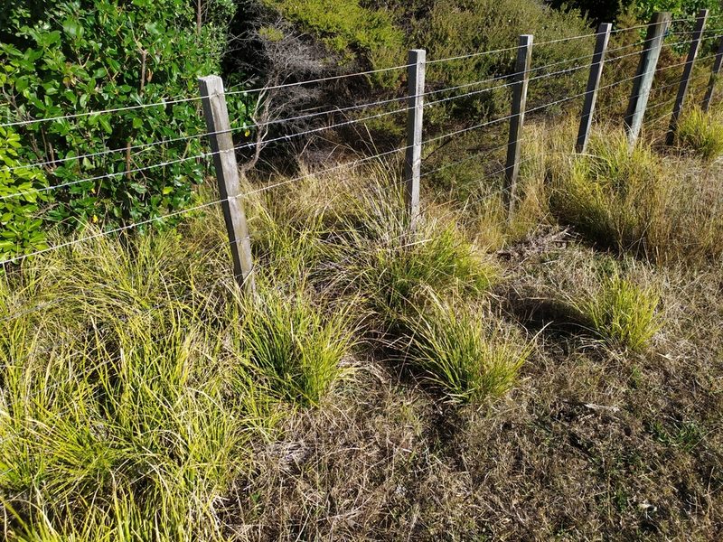 Carex longebrachiata, photographed by Paul Bell-Butler