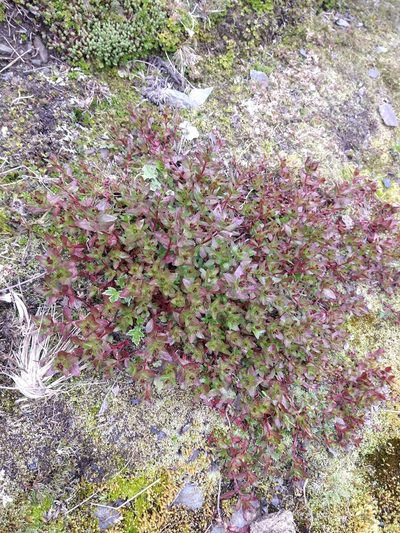 Epilobium australe, photographed by Pablo