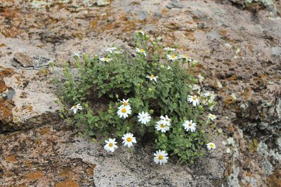 Eutetras pringlei, photographed by José Belem Hernández Díaz