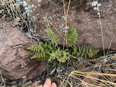 Myriopteris yavapensis, photographed by Kenzie Anderson-Bell