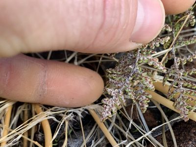 Myriopteris yavapensis, photographed by Kenzie Anderson-Bell