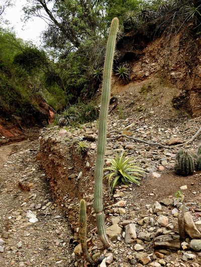Cleistocactus parviflorus, photographed by Naturalist Tours