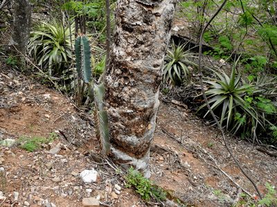 Cereus hankeanus, photographed by Naturalist Tours
