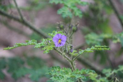 Solanum heterodoxum, photographed by José Belem Hernández Díaz