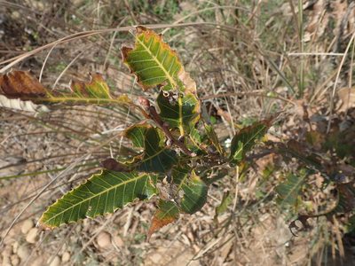 Quercus variabilis, photographed by Meng-Ying Tsai