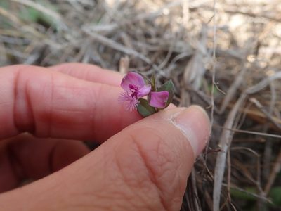 Polygala japonica, photographed by Meng-Ying Tsai