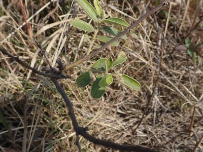 Helicteres angustifolia, photographed by Meng-Ying Tsai
