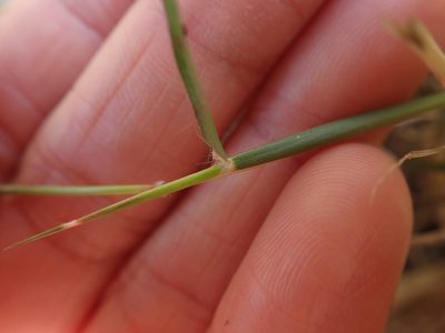Bothriochloa bladhii, photographed by Meng-Ying Tsai