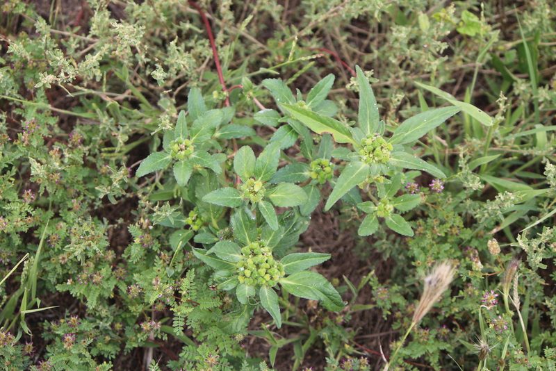 Euphorbia cuphosperma, photographed by José Belem Hernández Díaz