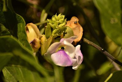 Leptospron adenanthum, photographed by Andrea Gantzer