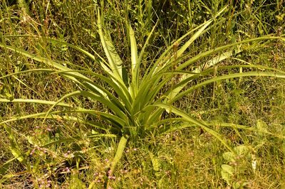 Eryngium pandanifolium, photographed by Andrea Gantzer