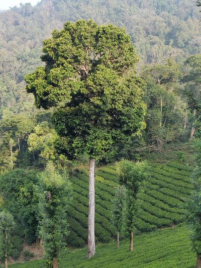 Vateria indica, photographed by T R Shankar Raman