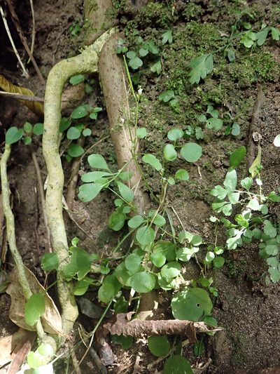 Cardamine forsteri, photographed by Peter de Lange