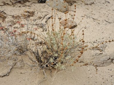 Salvia vaseyi, photographed by Bob Miller
